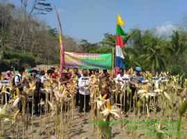 PANEN RAYA JAGUNG DI KELOMPOK TANI SIDOMULYO PADUKUHAN KRINJING